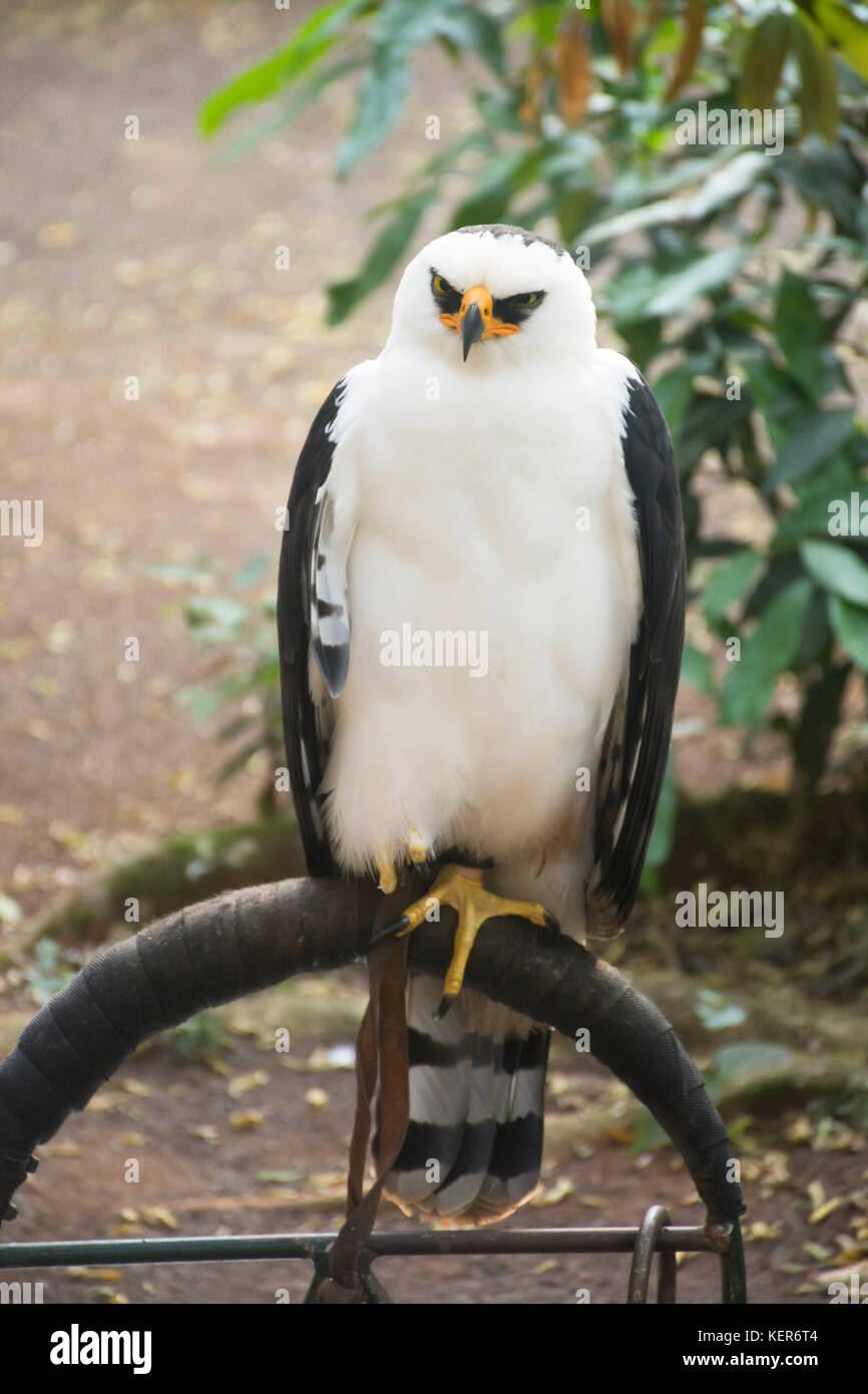 In bianco e nero Hawk-eagle (Spizaetus melanoleucus) nella Riserva Guiraoga, Iguazu, Argentina, Sud America Foto Stock