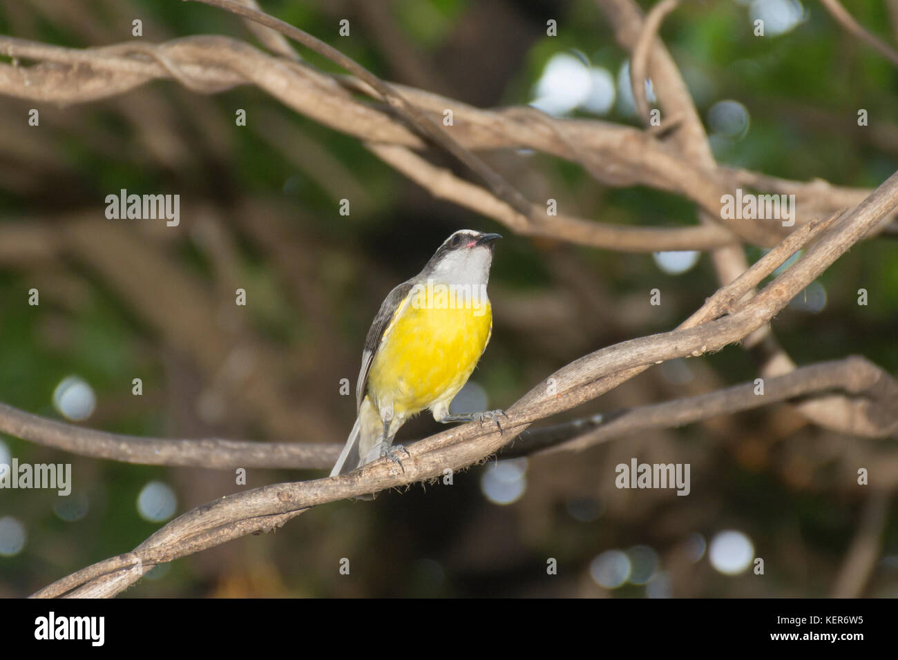 Coereba flaveola, bananaquit, appollaiato su un ramo, Iguazu, Argentina, Sud America Foto Stock