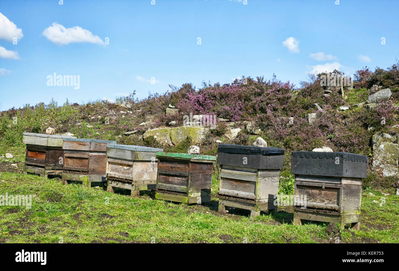 Alveari d'api in estate permettendo alle api del miele di trarre il massimo vantaggio dall'erica in fiore sulla brughiera. Foto Stock