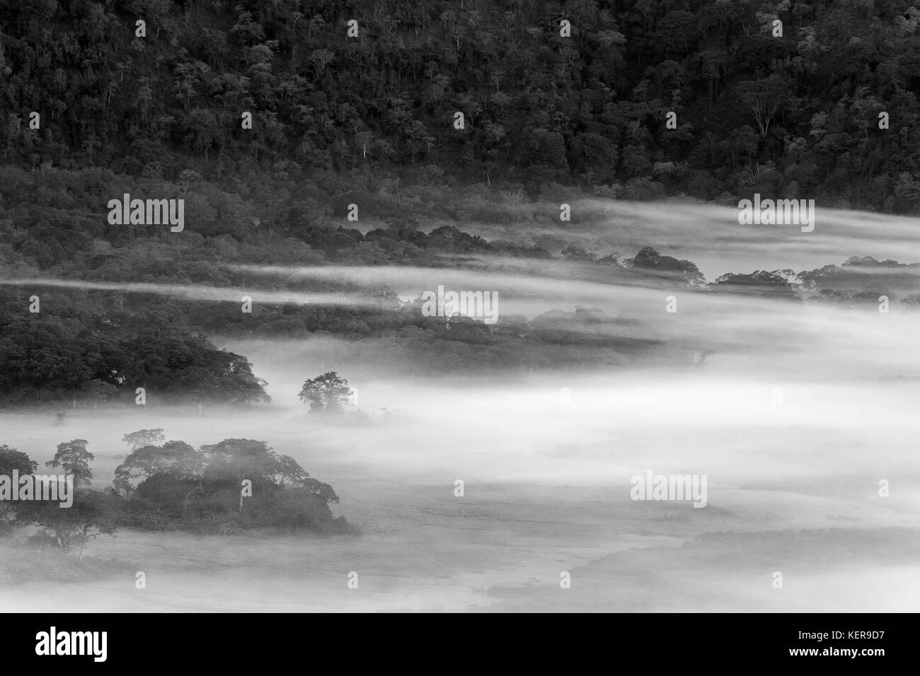 Nebbie del cratere Ngurdoto scoprendo gradualmente nelle prime ore del mattino, Arusha NP, Tanzania BW Foto Stock