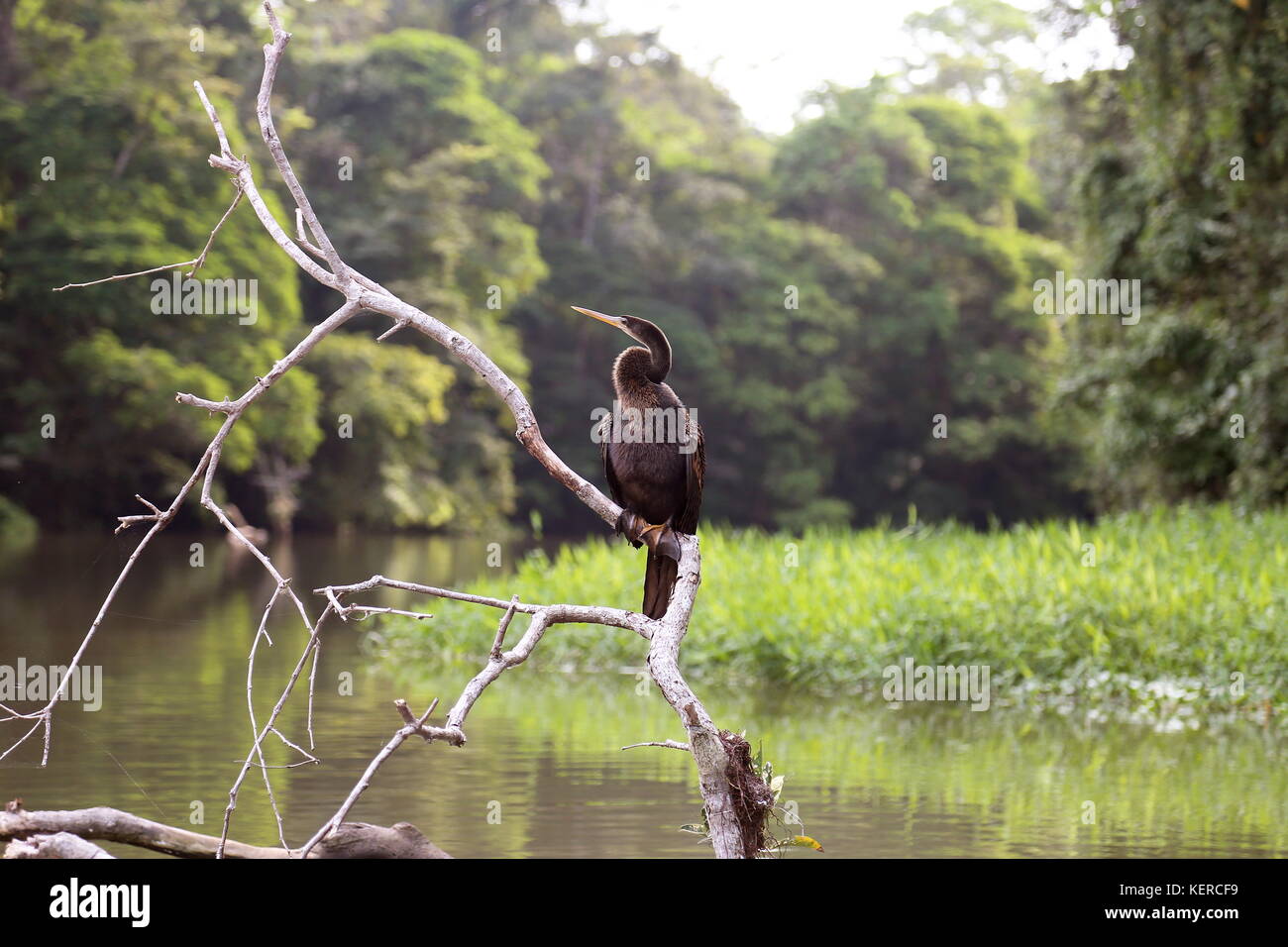 Anhinga (Anhinga anhinga), il Parco Nazionale di Tortuguero, Limón provincia, il Mare dei Caraibi, Costa Rica, America Centrale Foto Stock