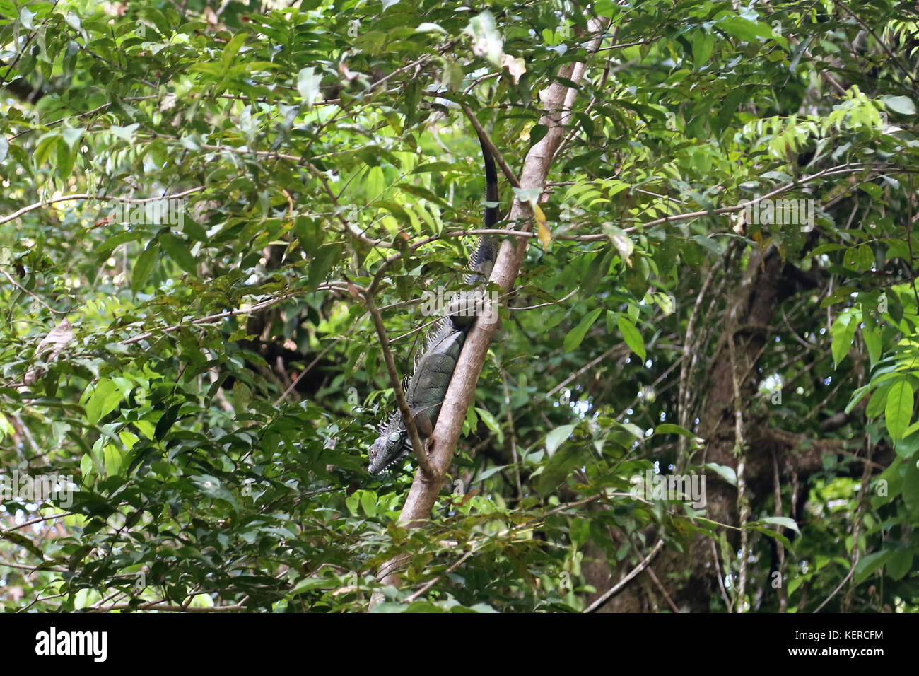 Verde (Iguana Iguana iguana), il Parco Nazionale di Tortuguero, Limón provincia, il Mare dei Caraibi, Costa Rica, America Centrale Foto Stock