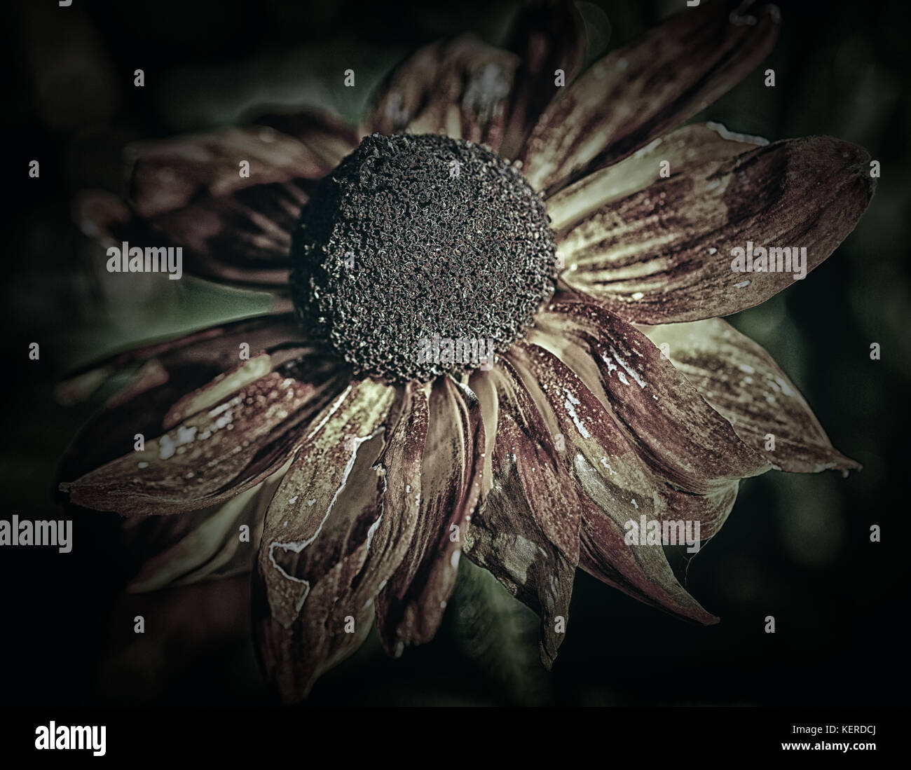 Evanescence mostrato dai fiori esaurito Foto Stock
