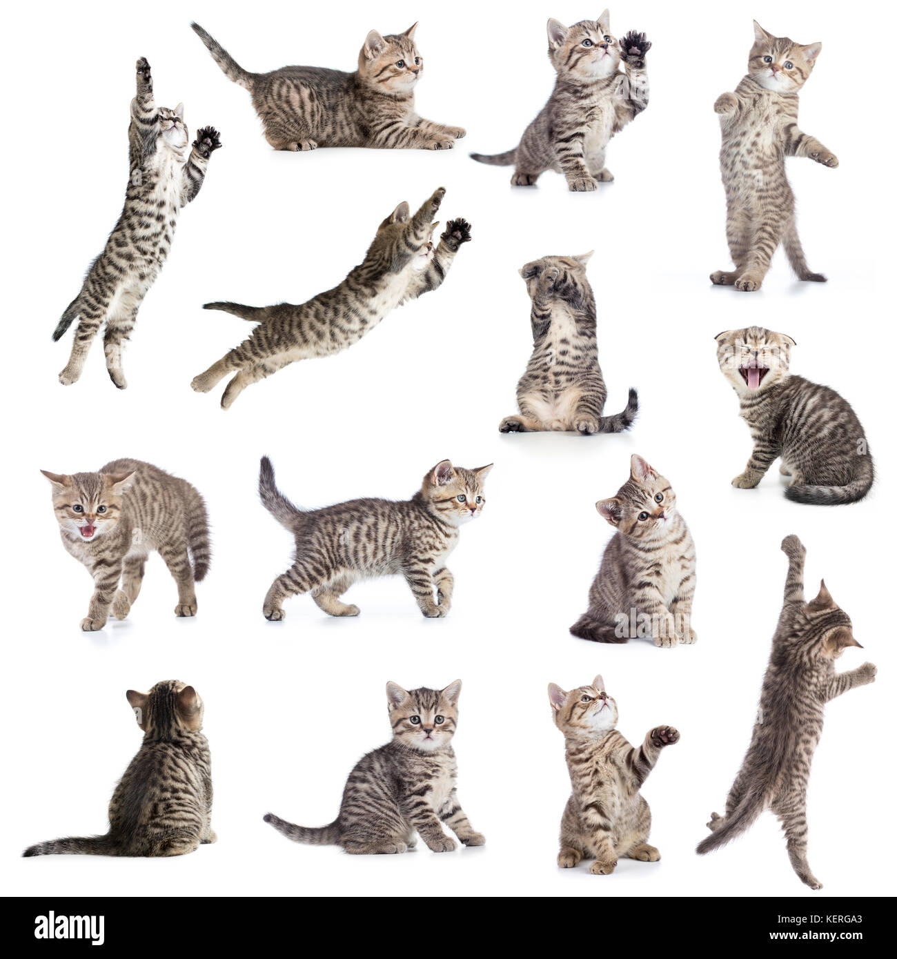 I gatti e i gattini di raccolta isolata Foto Stock