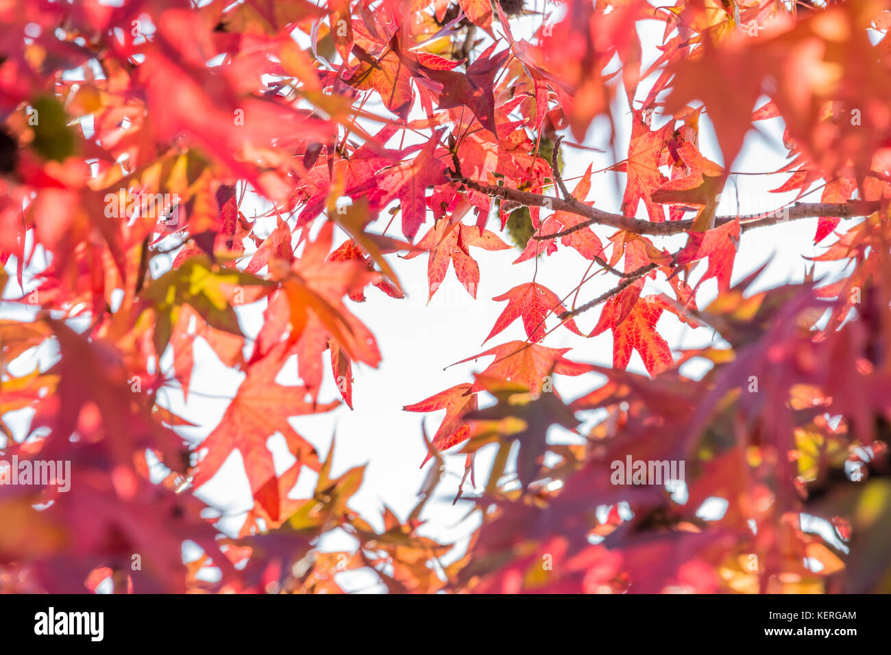 Autunno foglie di acero, guardando in alto in una foresta in autunno Foto Stock