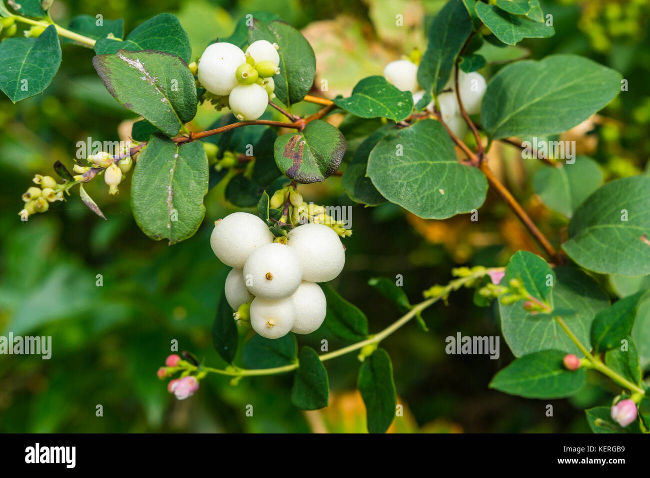 Snowberry comune (Symphoricarpos albus) impianto con bacche bianche in crescita in tarda estate nel West Sussex, in Inghilterra, Regno Unito. Foto Stock