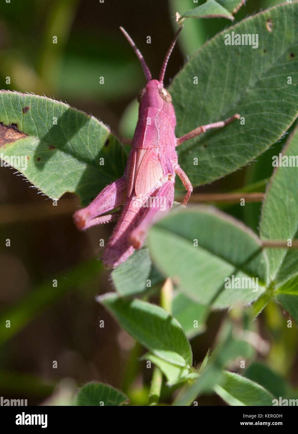 Grasshopper ninfa a foglia 2017 Foto Stock
