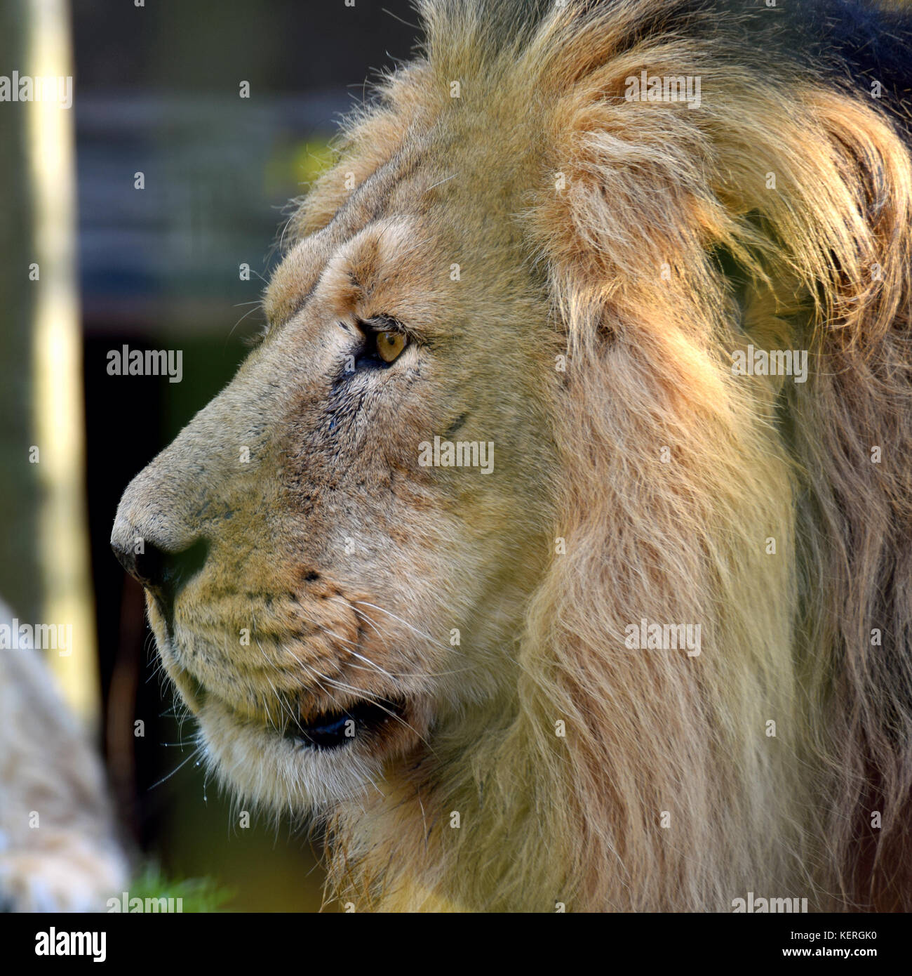 Maschio di leone asiatico (panthera leo persica), noto anche come il leone indiano e persiano lion. close up vista laterale della testata shot in pericolo di big cat. Foto Stock