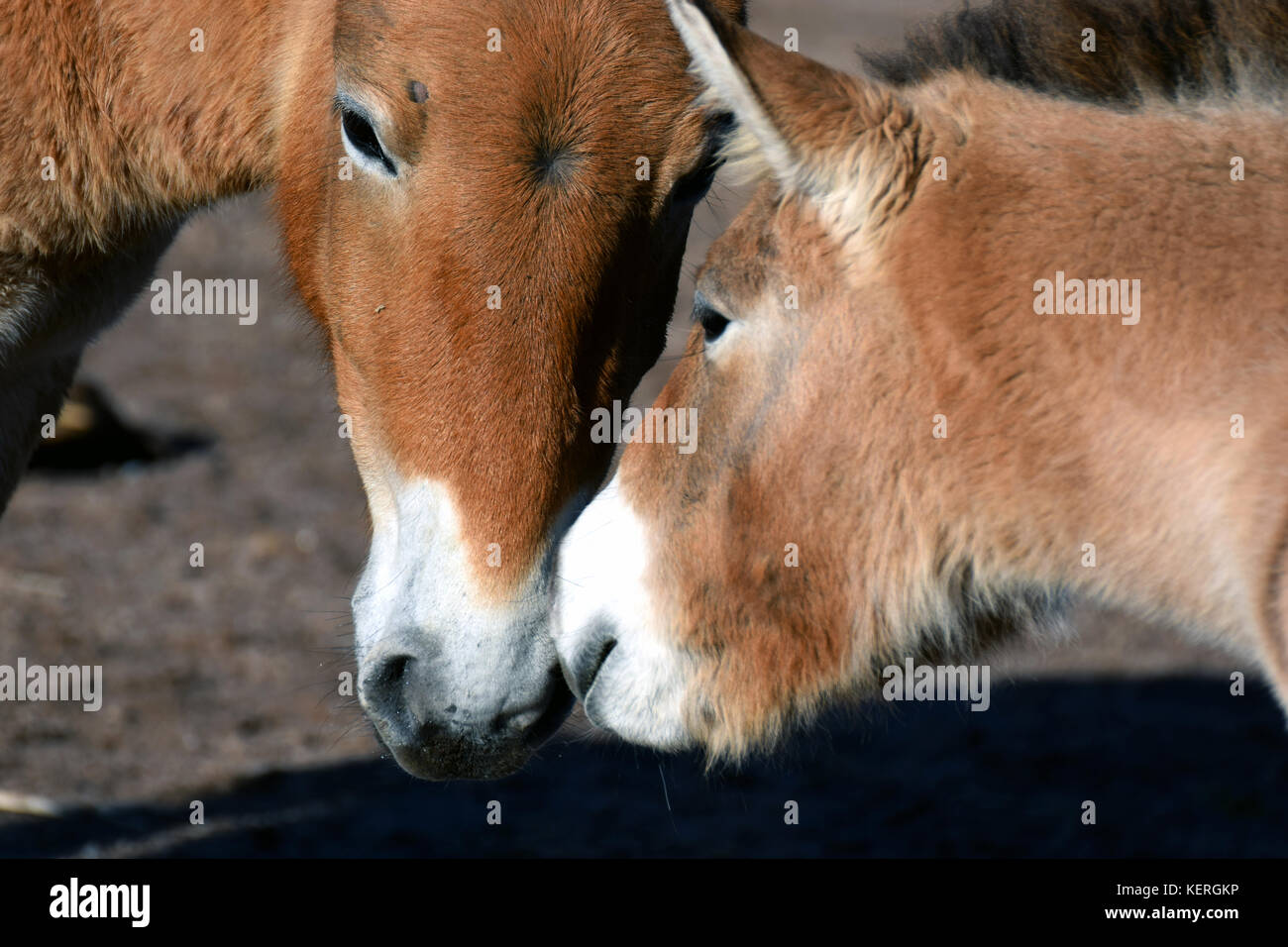 Il mongolo cavalli selvaggi, madre mare e puledro. Noto anche come di Przewalski o dzungarian cavallo, è una rara e minacciata di sottospecie di cavallo selvaggio. Foto Stock