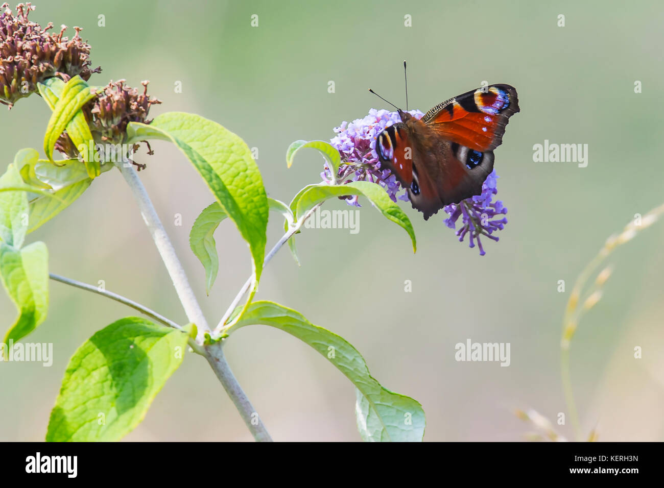Farfalla pavone Foto Stock