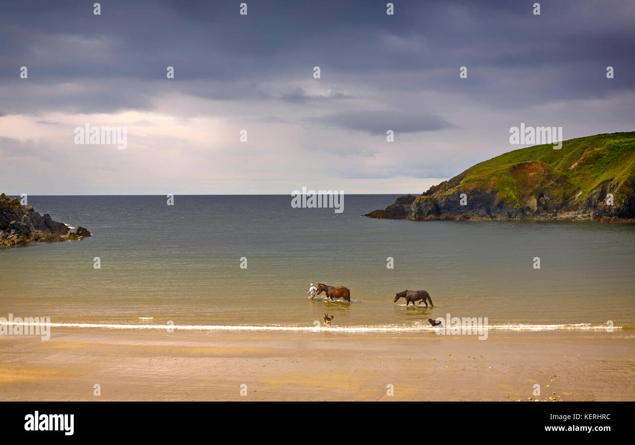 Camminare un cavallo ferito in mare per acqua di sale terapia, dunabrattin cove, il rame costa, nella contea di Waterford, Irlanda Foto Stock