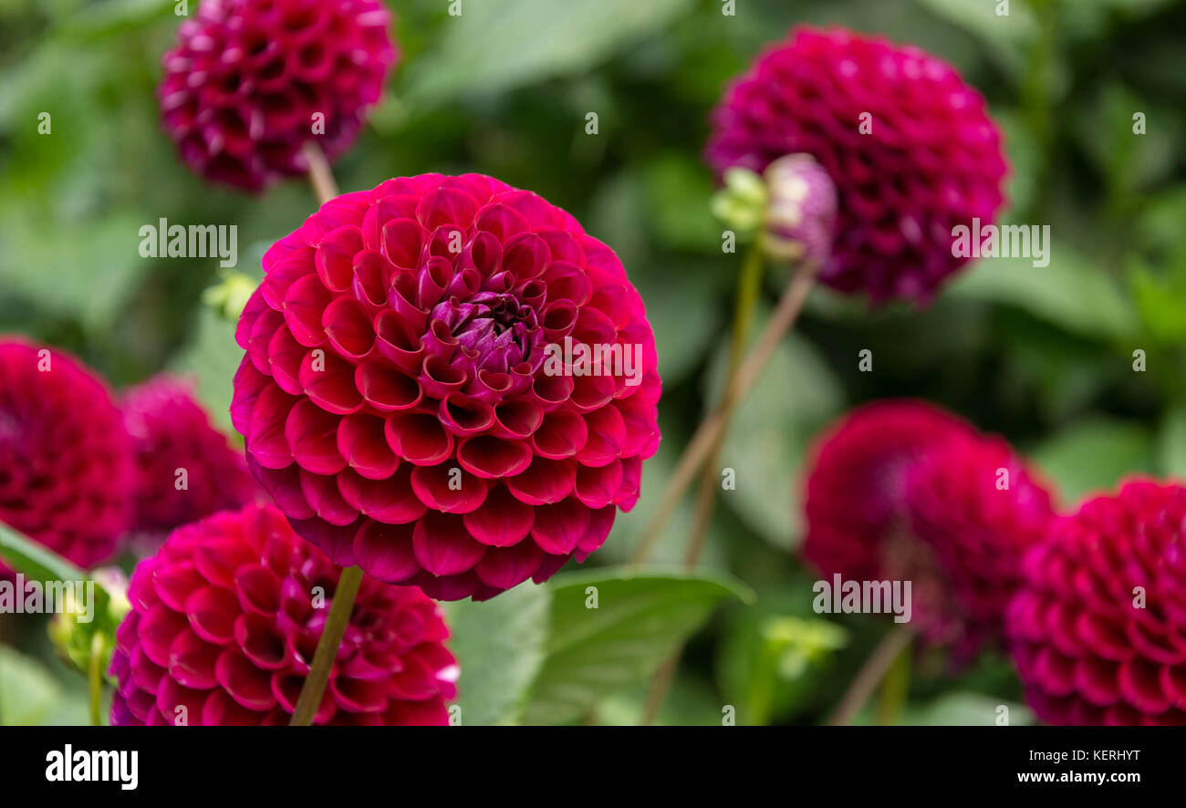 Dhalias Foto Stock