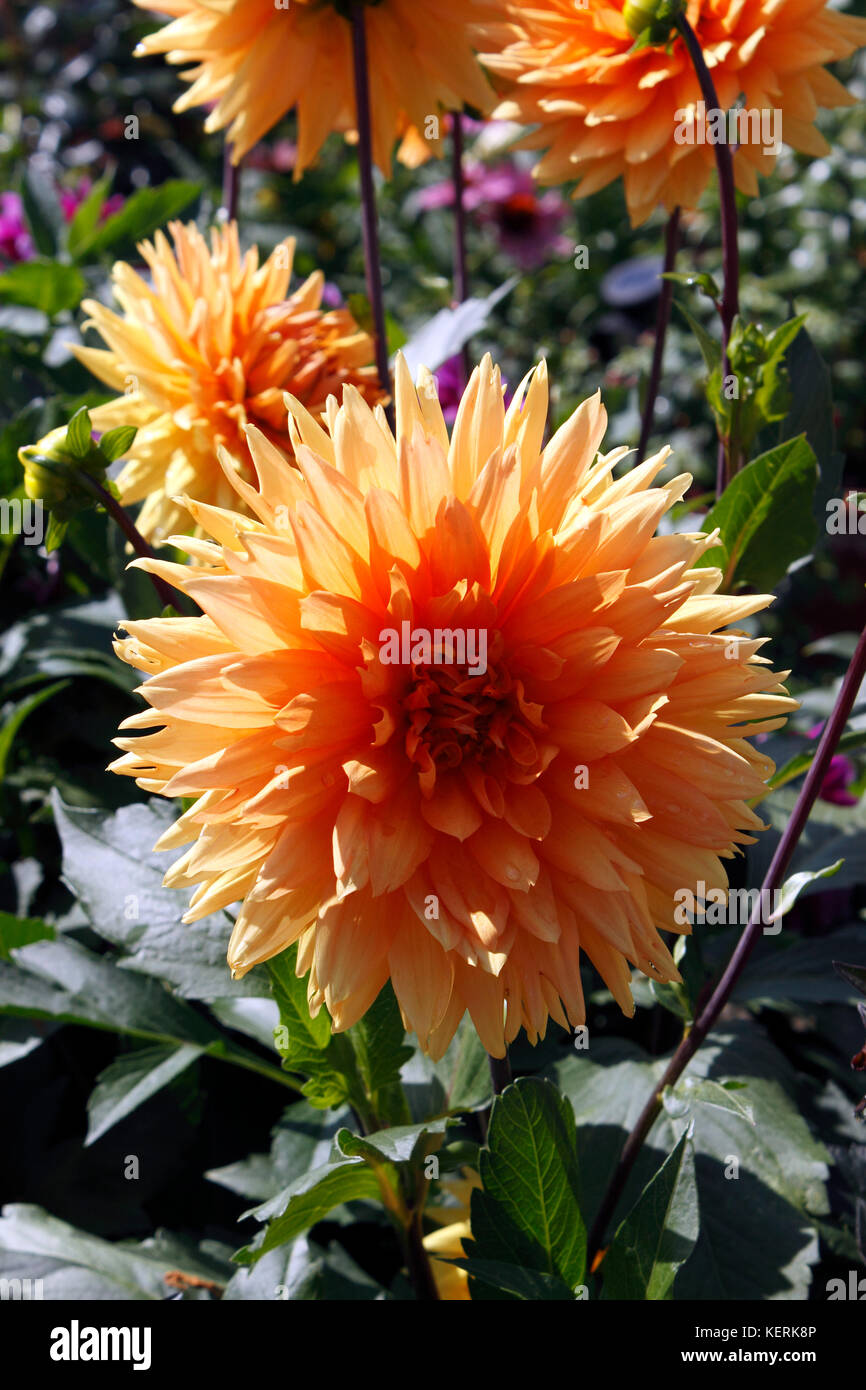 DAHLIA GLORIE VAN NOORDWIJK Foto Stock