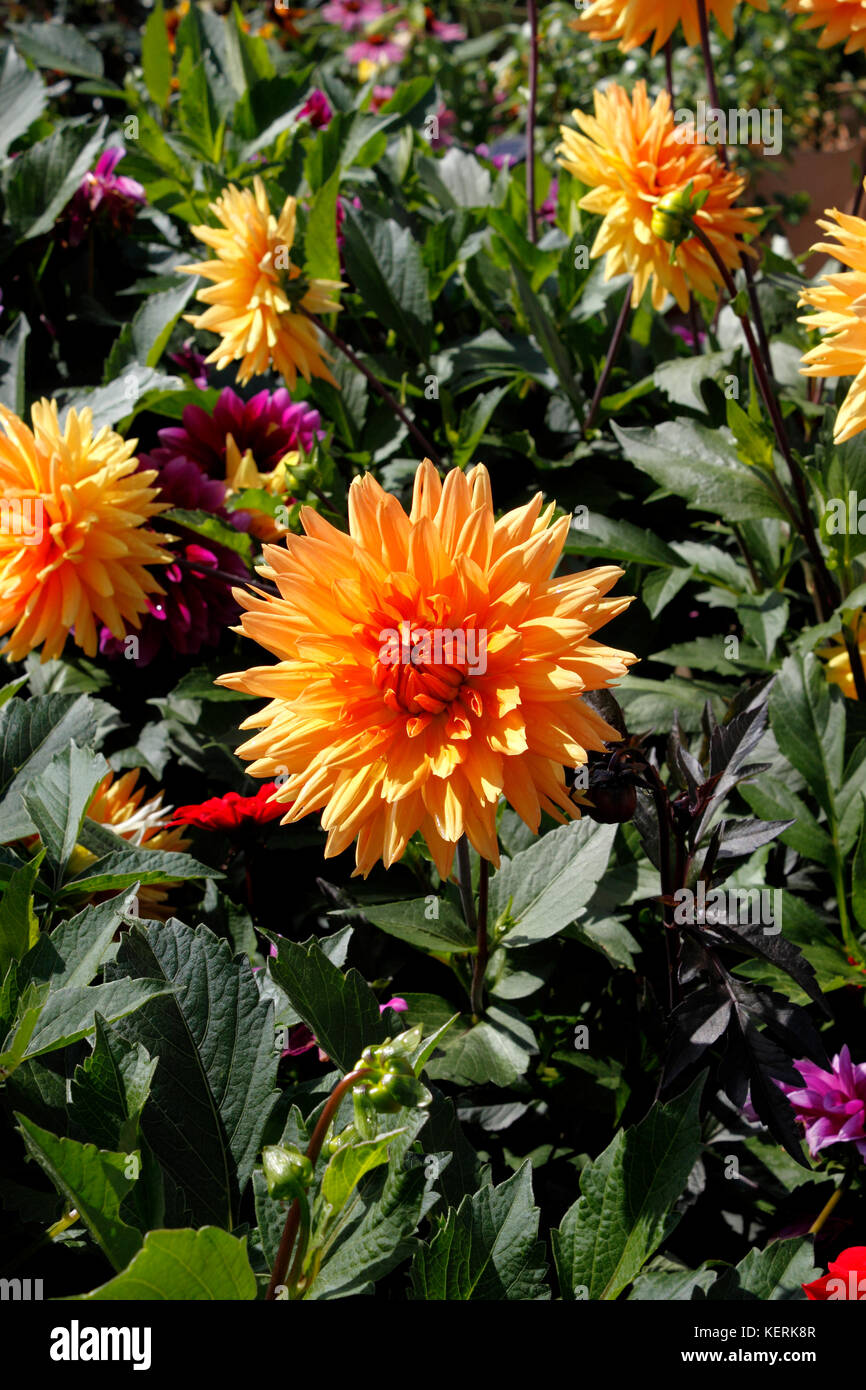 DAHLIA GLORIE VAN NOORDWIJK Foto Stock