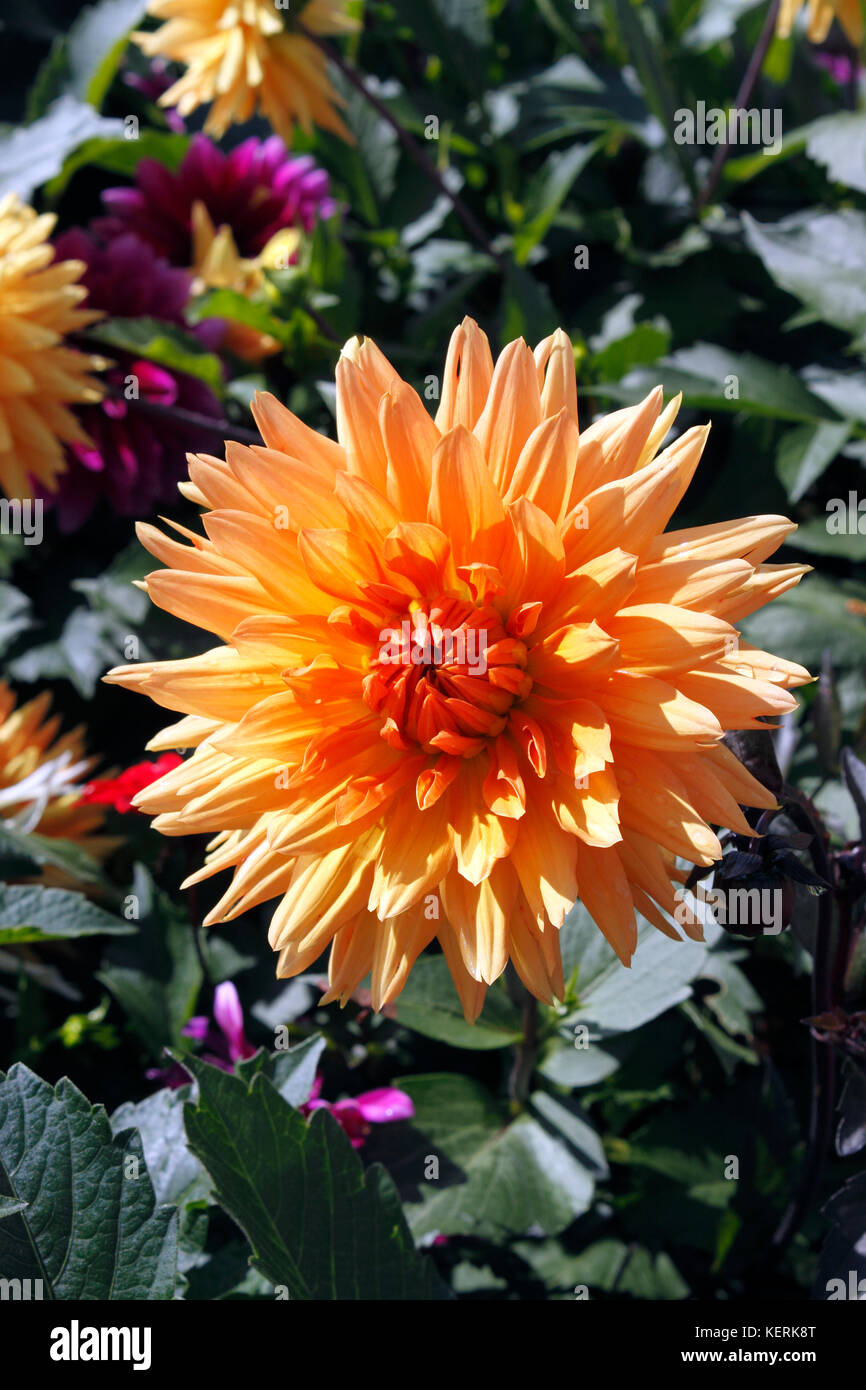 DAHLIA GLORIE VAN NOORDWIJK Foto Stock