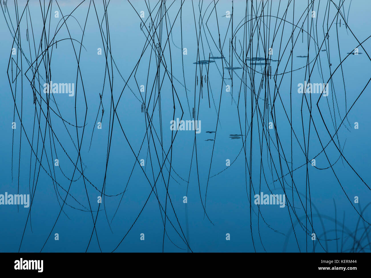 Le riflessioni di reed sulla Thornton Lago Superiore, Michigan, Stati Uniti d'America da Bruce Montagne/Dembinsky Associa foto Foto Stock