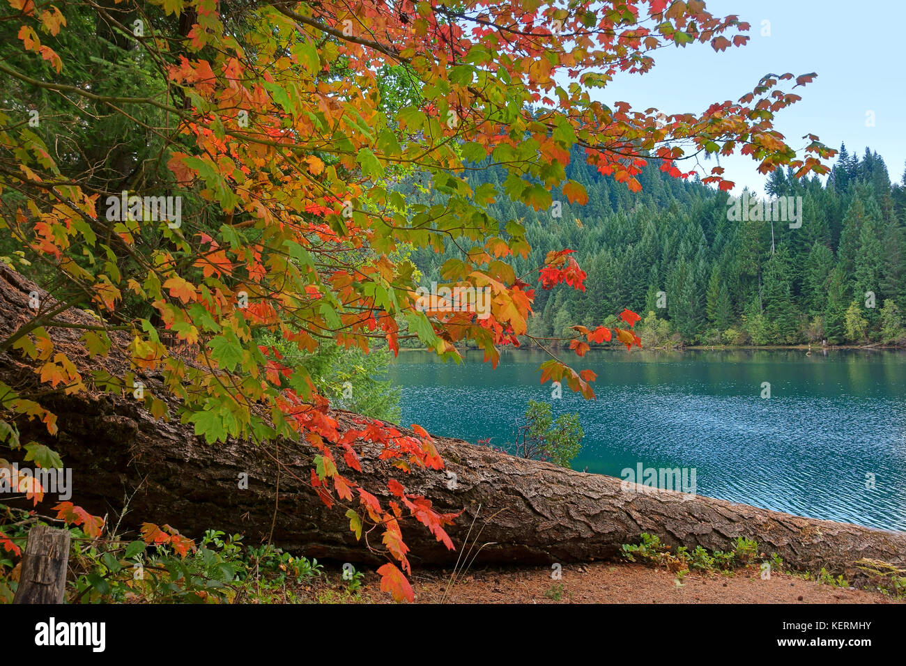Colori d'autunno vine foglie di acero accanto al lago di montagna Foto Stock