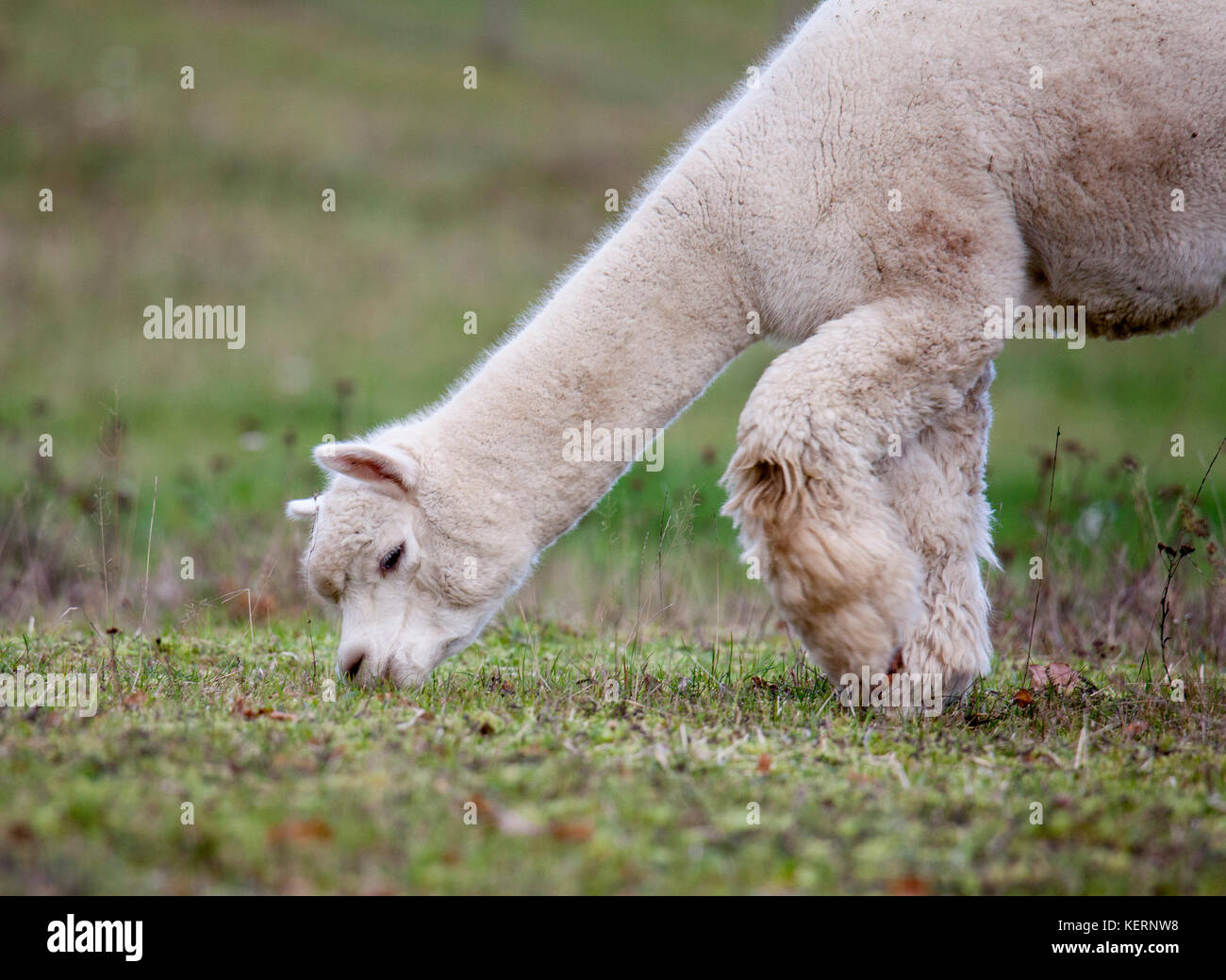 Gli animali di ALPACKA pascolano nella natura svedese 2017 Foto Stock