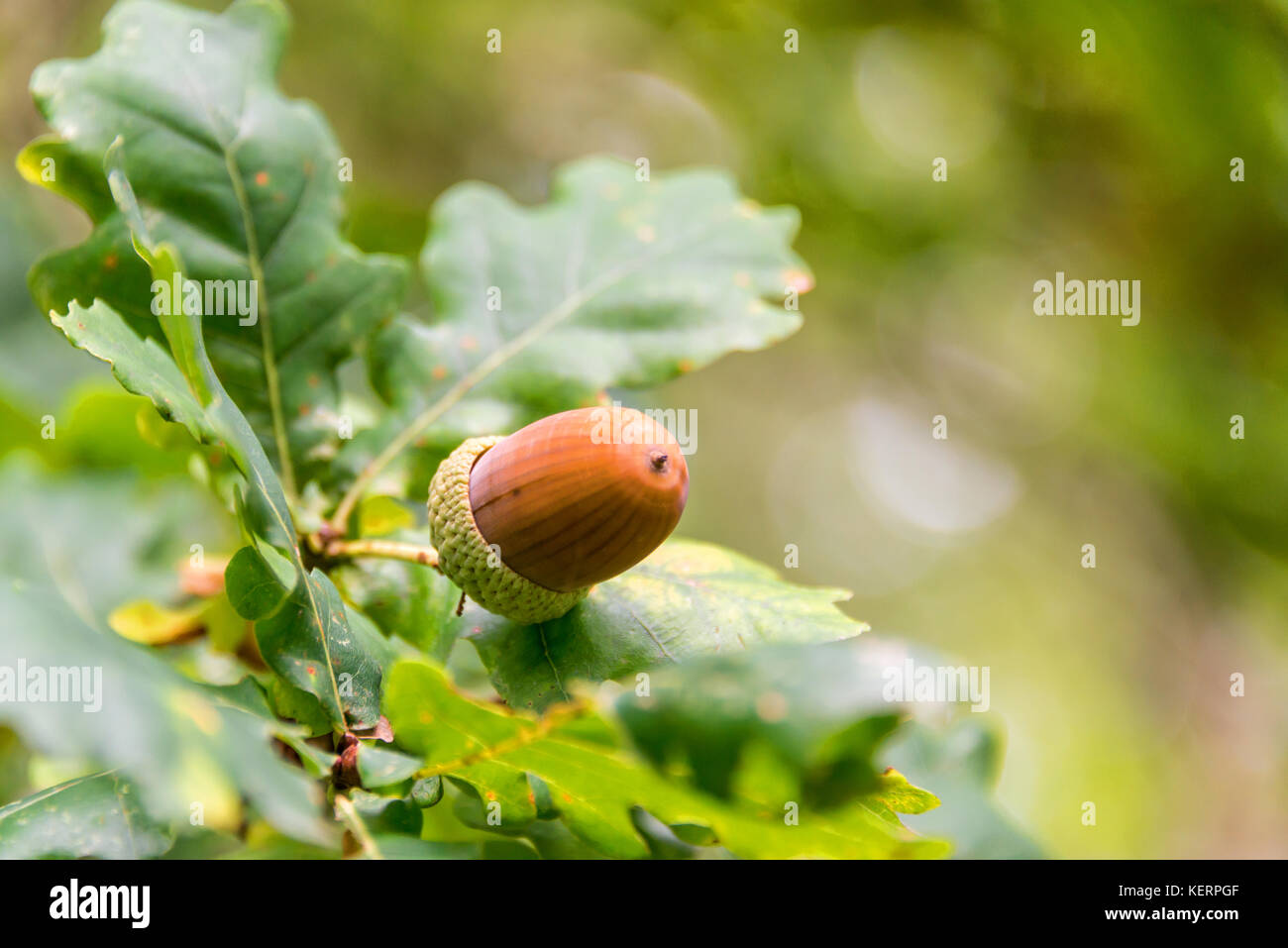 In prossimità di una ghianda su un ramo di un albero di quercia in una foresta in autunno Foto Stock