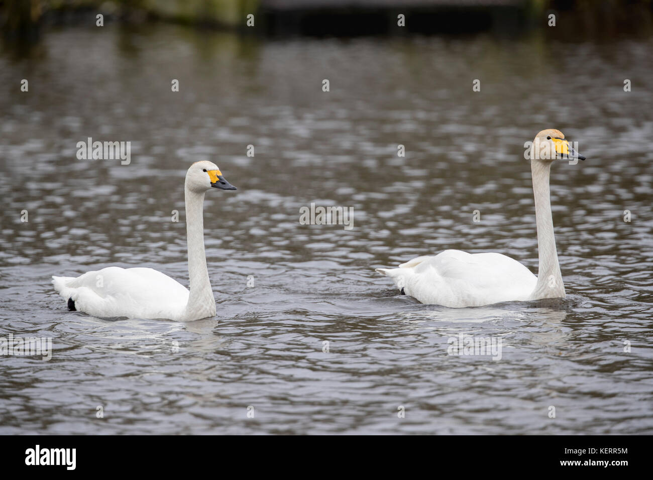 Bewick Swan e Whooper Swan; Cygnus columbianus e Cygnus cygnus; Single Bewick accanto a Single Whooper Scotland; UK Foto Stock