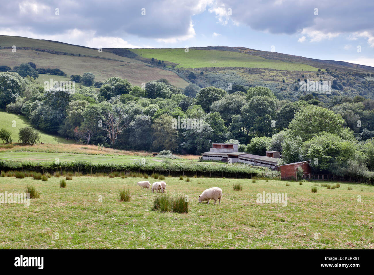 Gigrin Farm; Galles; Regno Unito Foto Stock