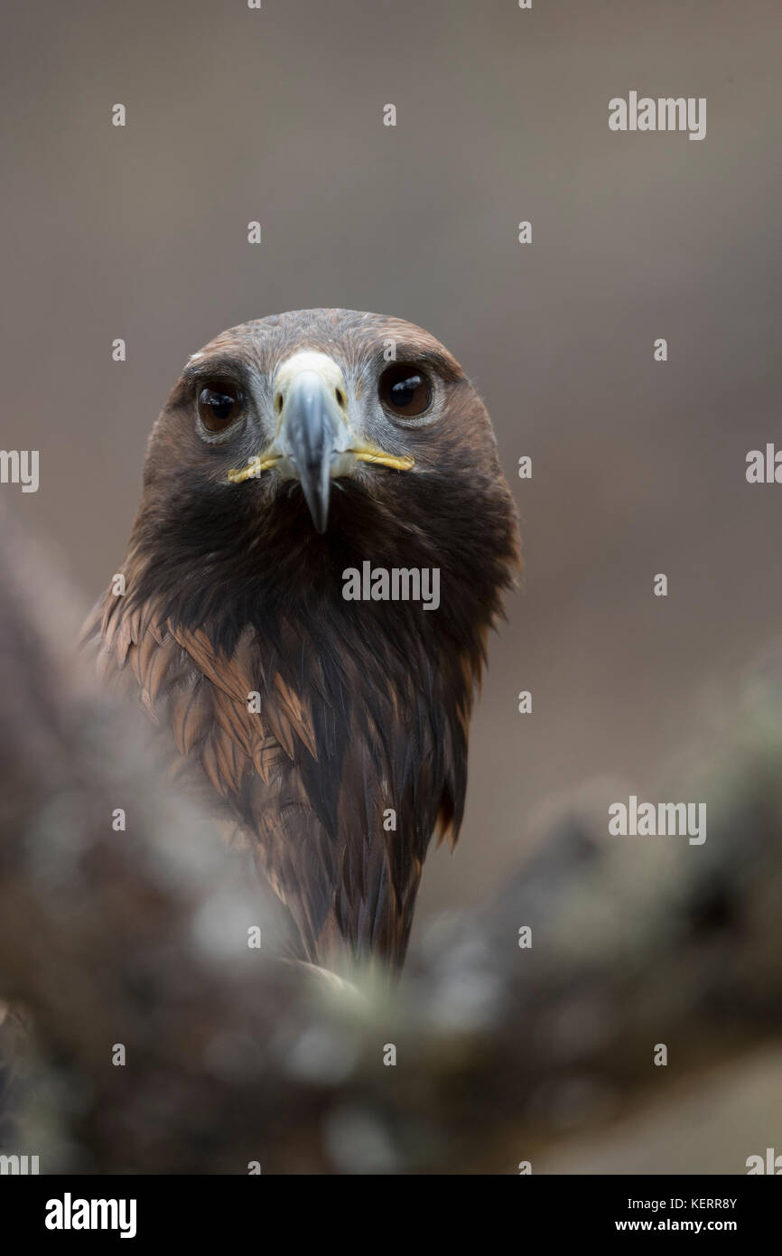 Aquila reale; Aquila chrysaetos unico ritratto Scozia - UK Foto Stock