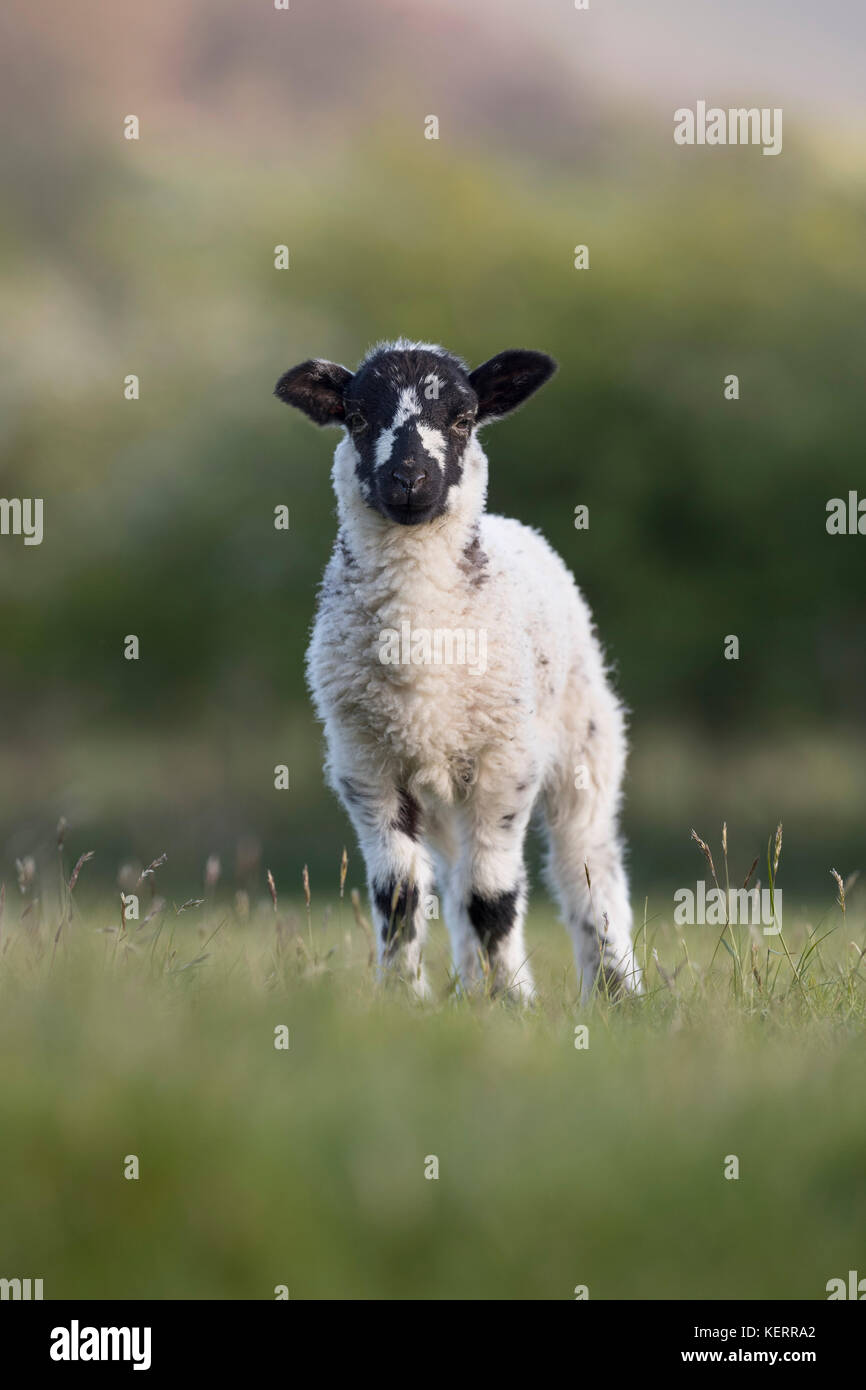 Agnello; Lancashire; UK Foto Stock