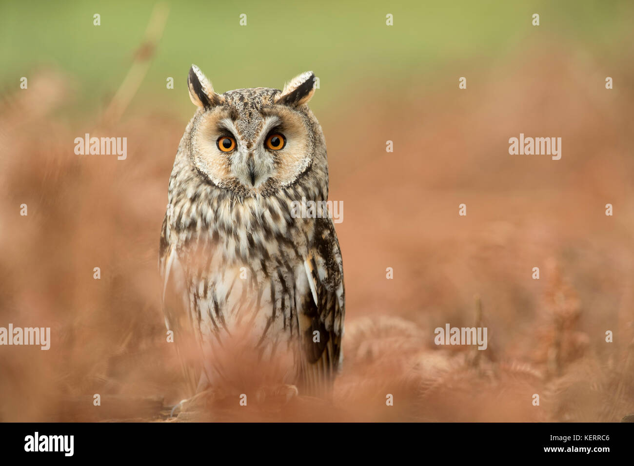 Long Eared Owl; Asio otus singolo; Captive; con Bracken Cornwall, Regno Unito Foto Stock