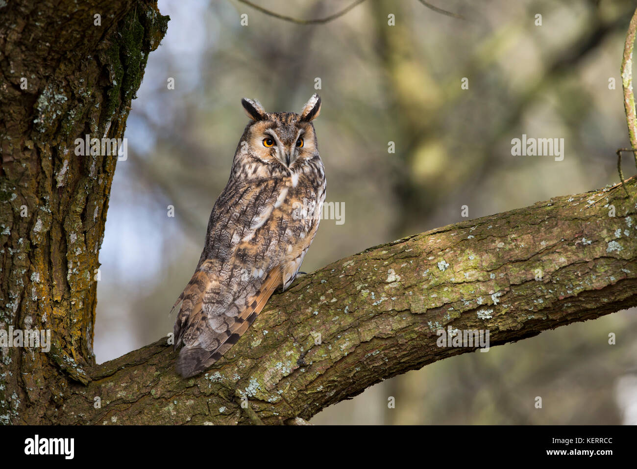 Long Eared Owl; Asio otus singolo albero in Regno Unito Foto Stock