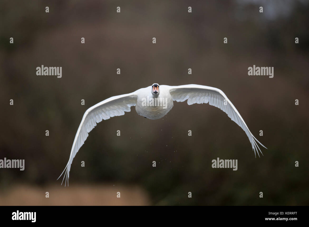 Mute Swan; Cygnus olor Single in Flight Cornwall; UK Foto Stock