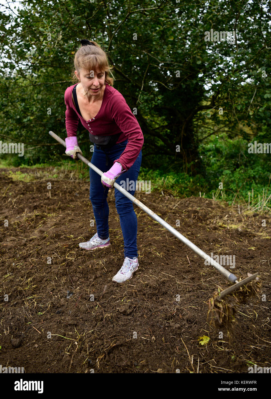 Donna fare volontariato nella sua comunità locale bonifica pronto per piantare fiori selvatici, headley down, hampshire, Regno Unito. Il 30 settembre 2017. Foto Stock