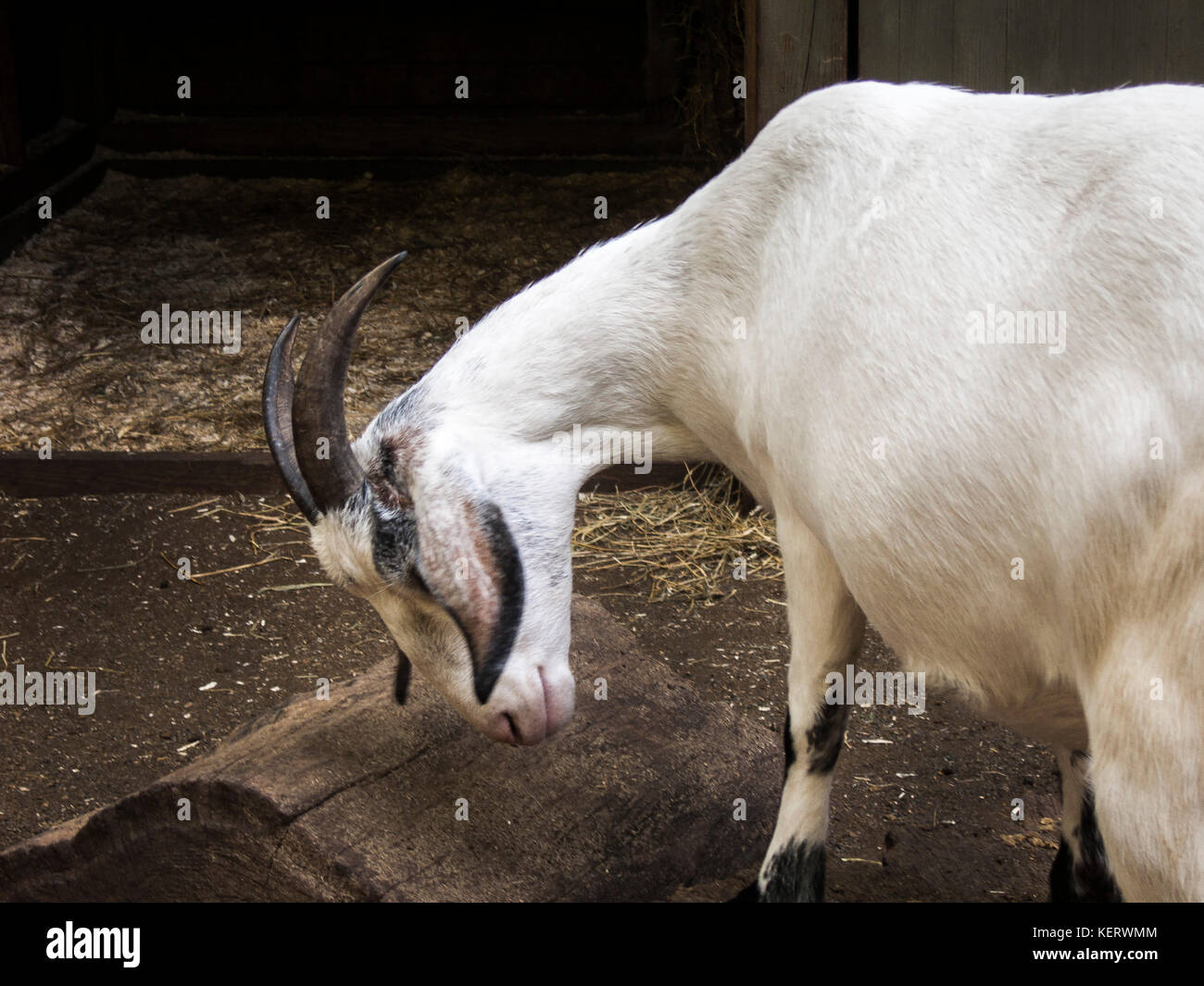Nubian capra nella stalla Foto Stock