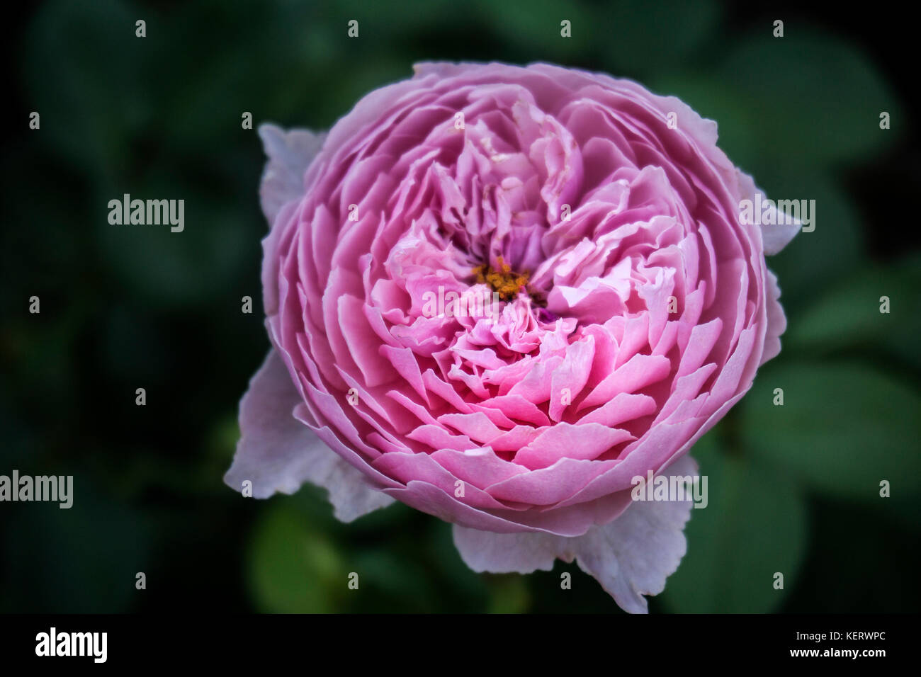 Close-up di rosa peonia fiore, paeonia officinalis Foto Stock