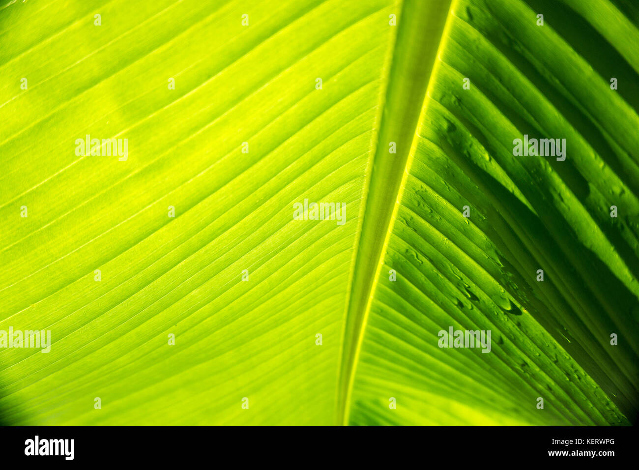Soleggiato foglie di banano, close-up 2 Foto Stock