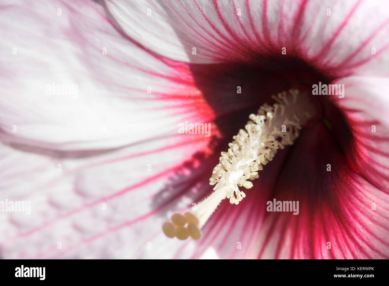 Close-up di bianco e rosso hibiscus Foto Stock