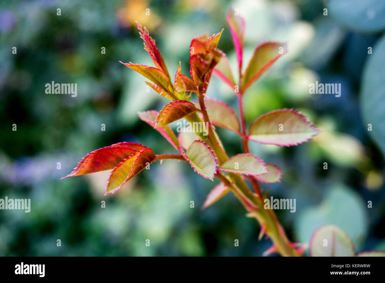 foglie di rosa Foto Stock