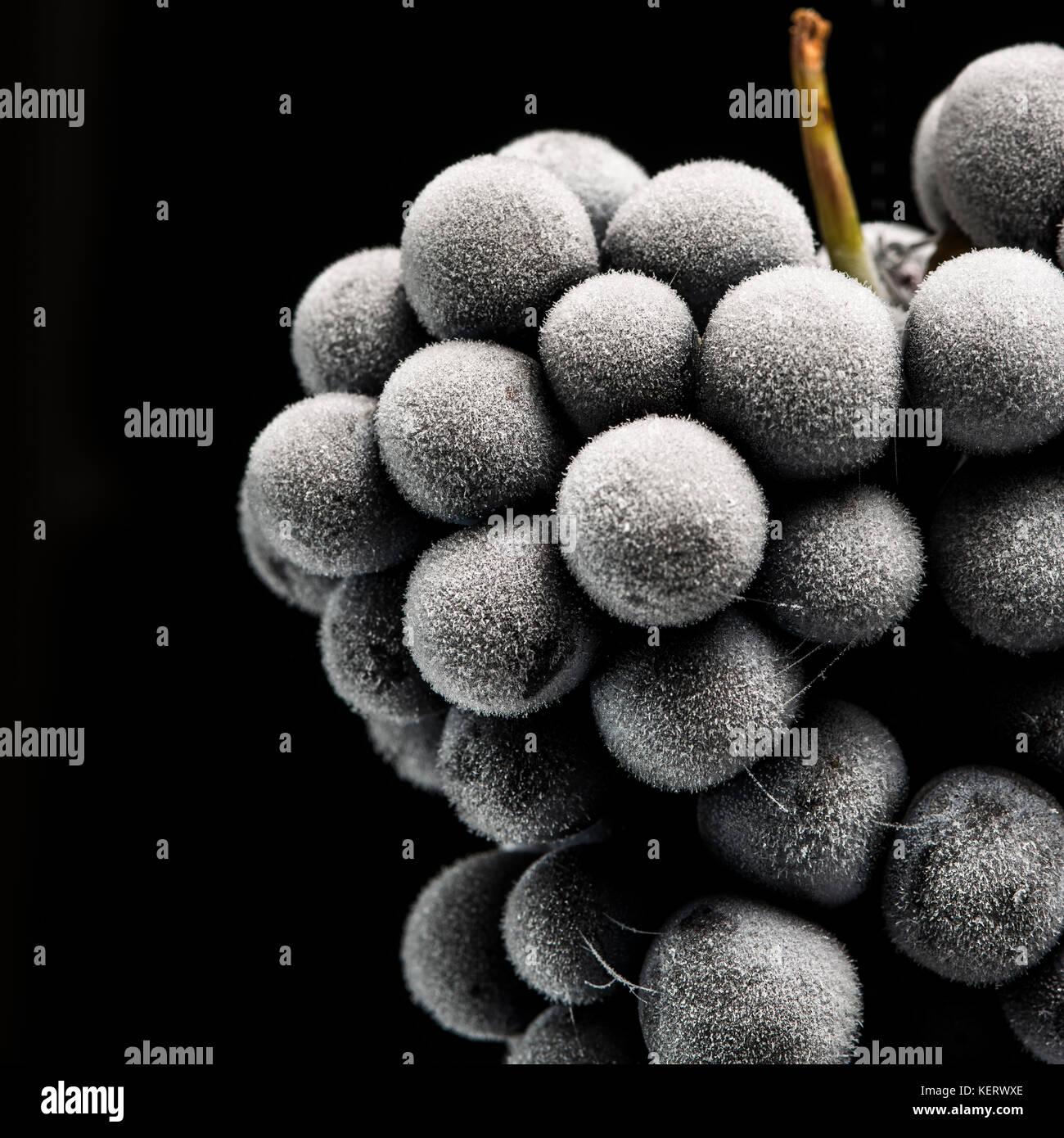 Close-up di congelati uve barbera su sfondo nero Foto Stock