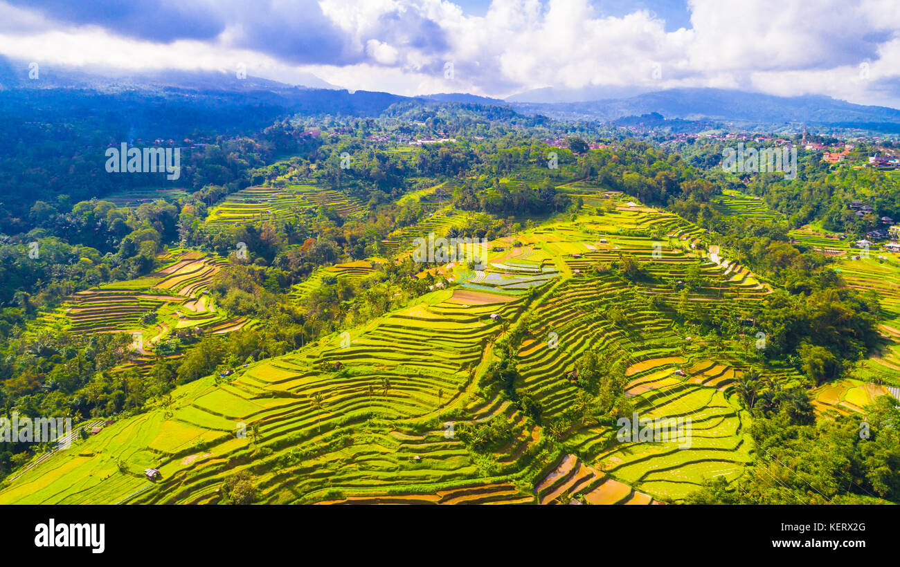 Ubud terrazze di riso. Bali, Indonesia. Foto Stock