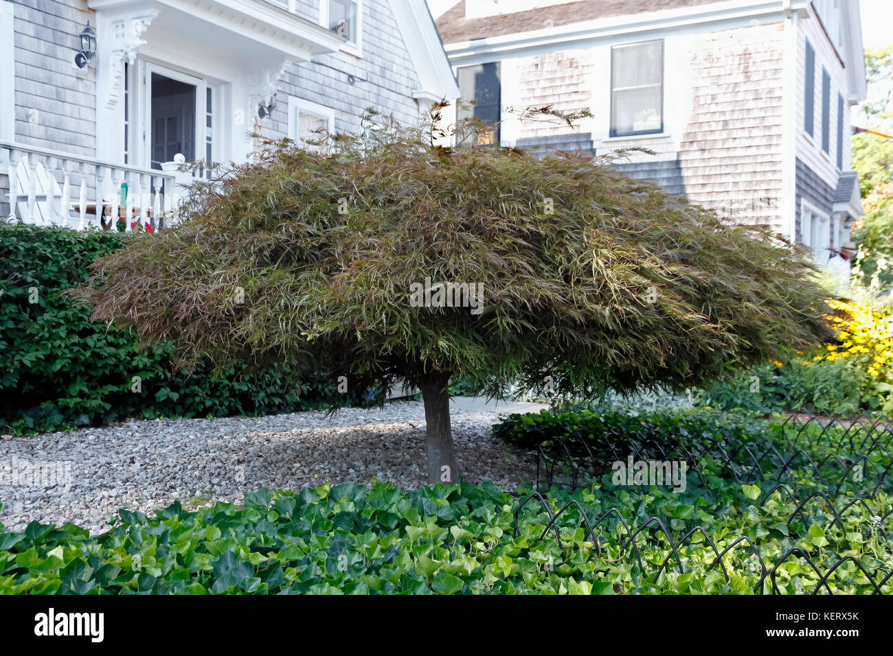 Acero giapponese (Acer palmatum), un piccolo albero a foglie decidue crescente vicino al suolo, ha una cupola di aspetto in un cantiere. Foto Stock