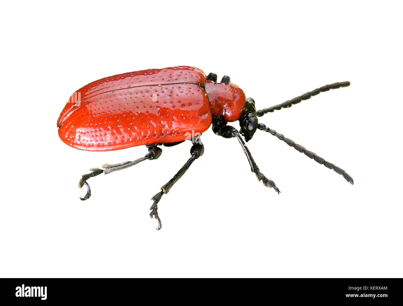 Tagliare l immagine di un giglio rosso scarlatto beetle - Lilioceris lilii Foto Stock