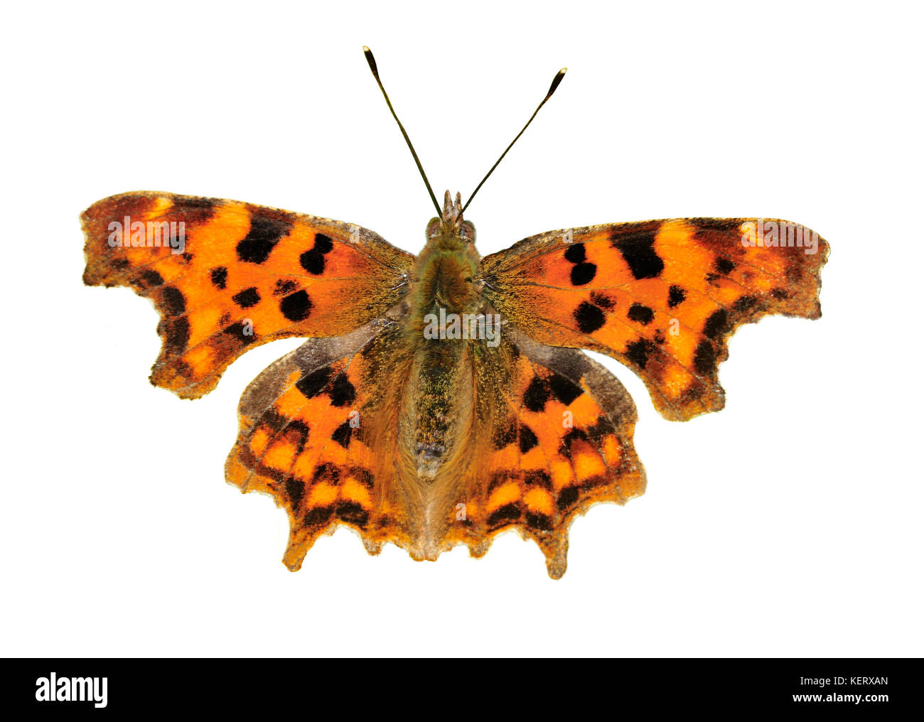 Virgola butterfly, Polygonia c album con alette aperte Foto Stock