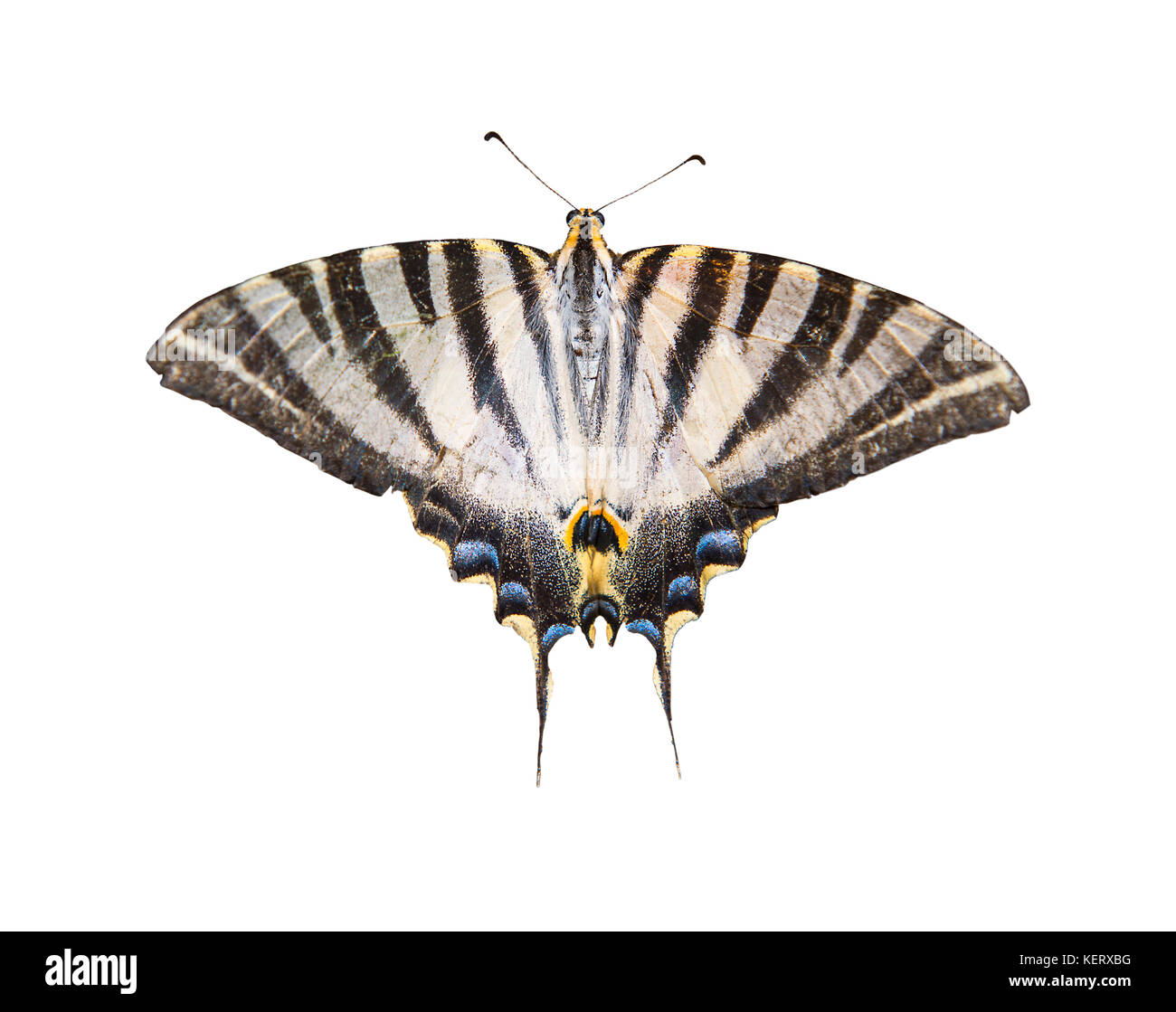 Tagliare l immagine di una scarsità di coda forcuta farfalla Iphiclides podalirius Foto Stock