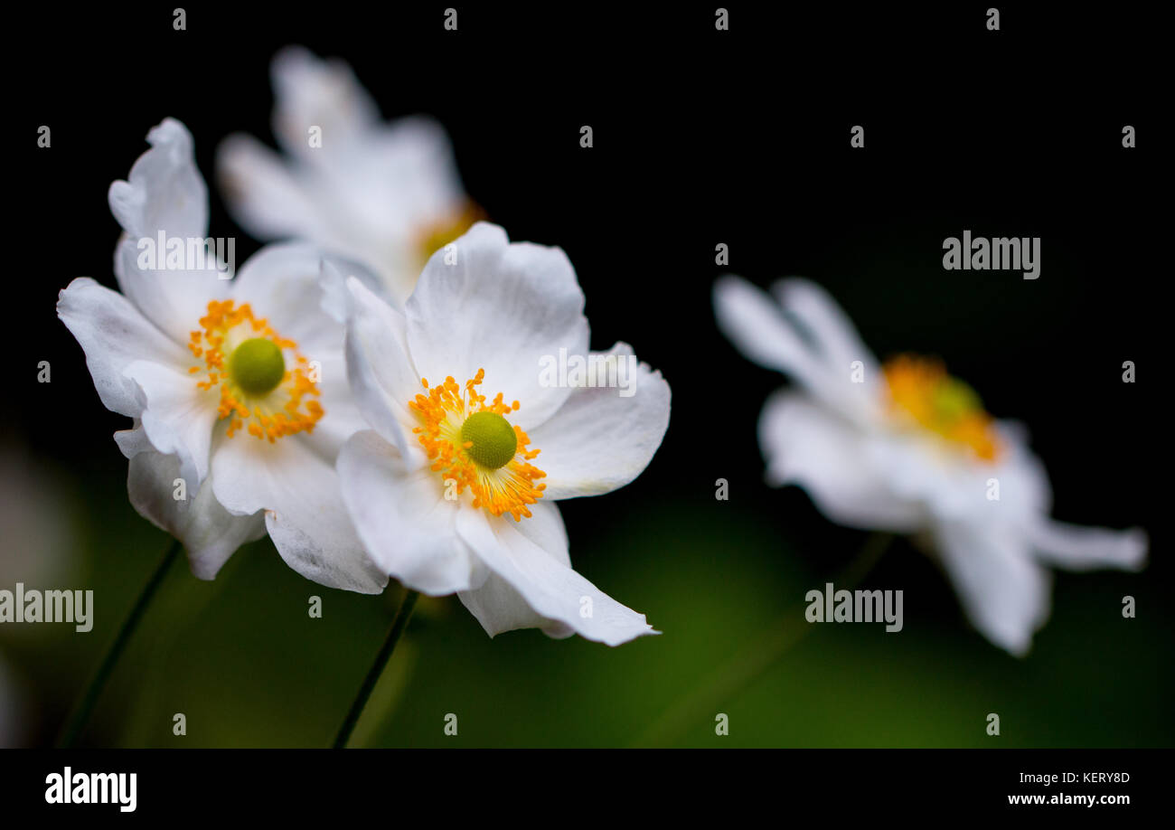 Cluster di giapponese Anemone, fiori bianchi stami gialli e green center, Shepperton, Surrey, Regno Unito Foto Stock