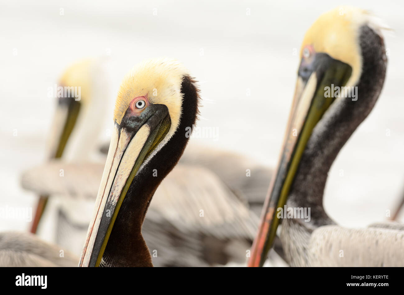 Pelican è un closeup colpo alla testa di un pellicano in un gruppi di pellicani sulla spiaggia.f Foto Stock