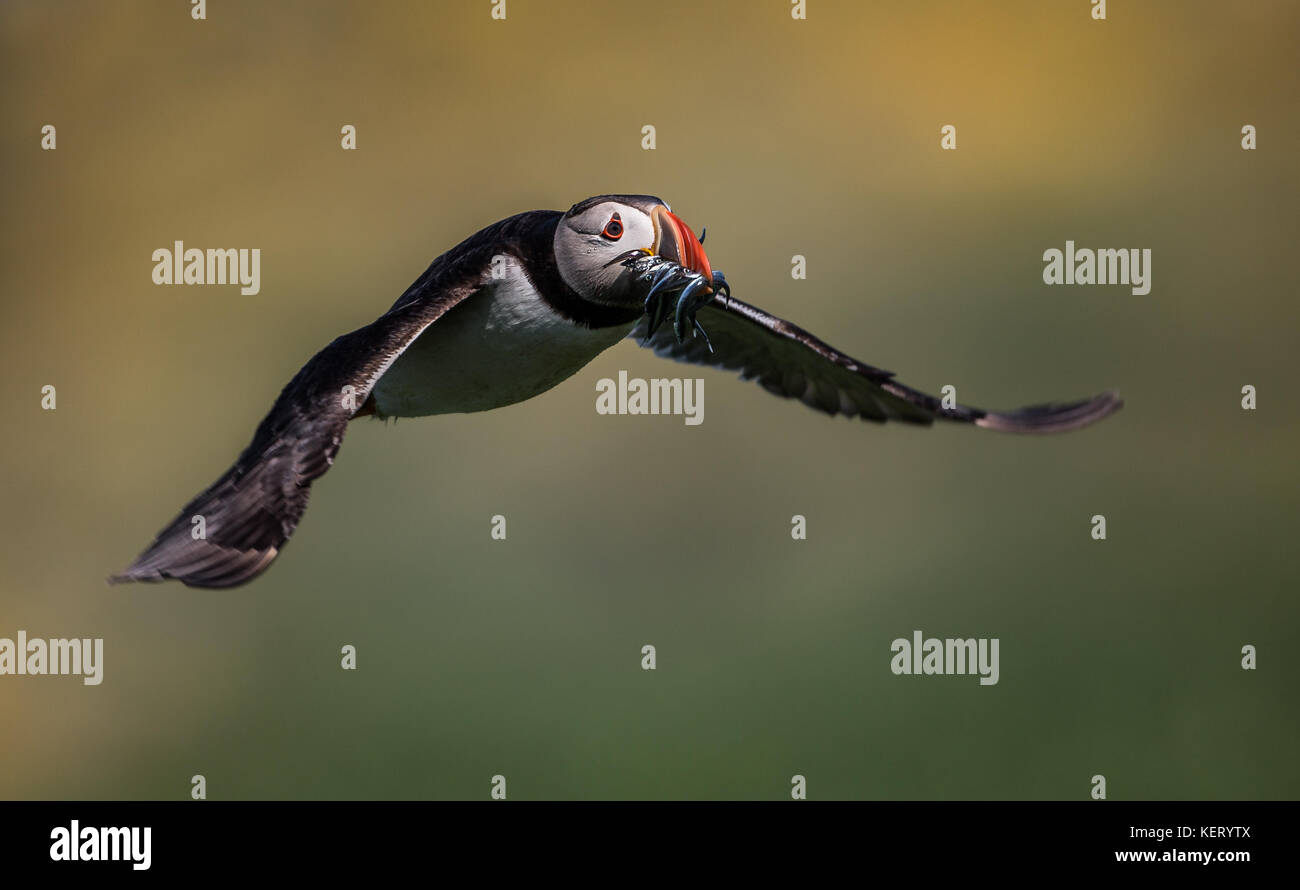 Puffin (Fratercula arctica) con il boccone di cicerelli in volo, North East England, Regno Unito Foto Stock