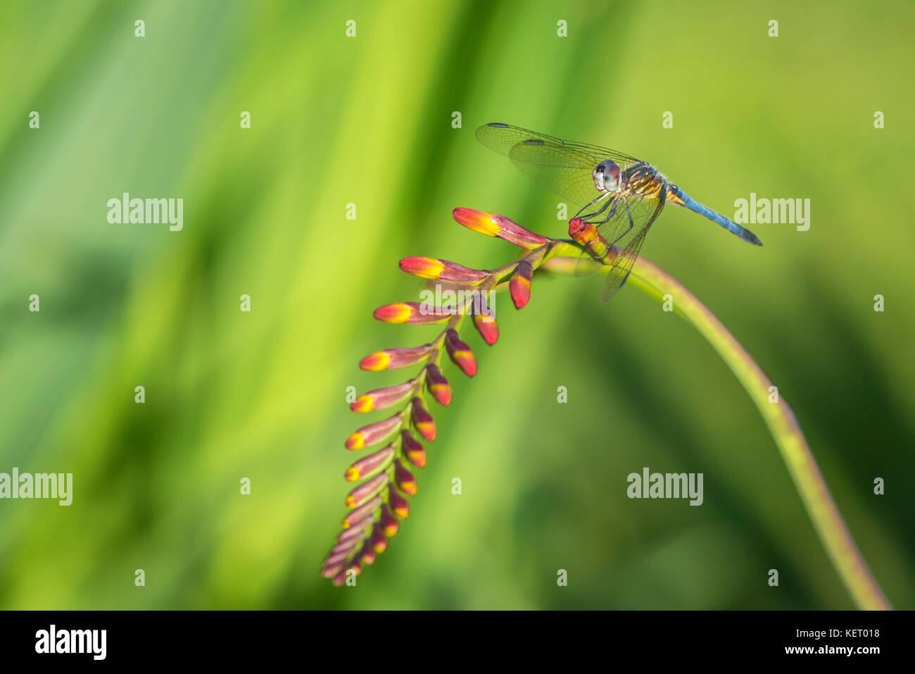 Macro di una libellula blu-dasher poggiante su un fiore di crocosmia lucifero Foto Stock