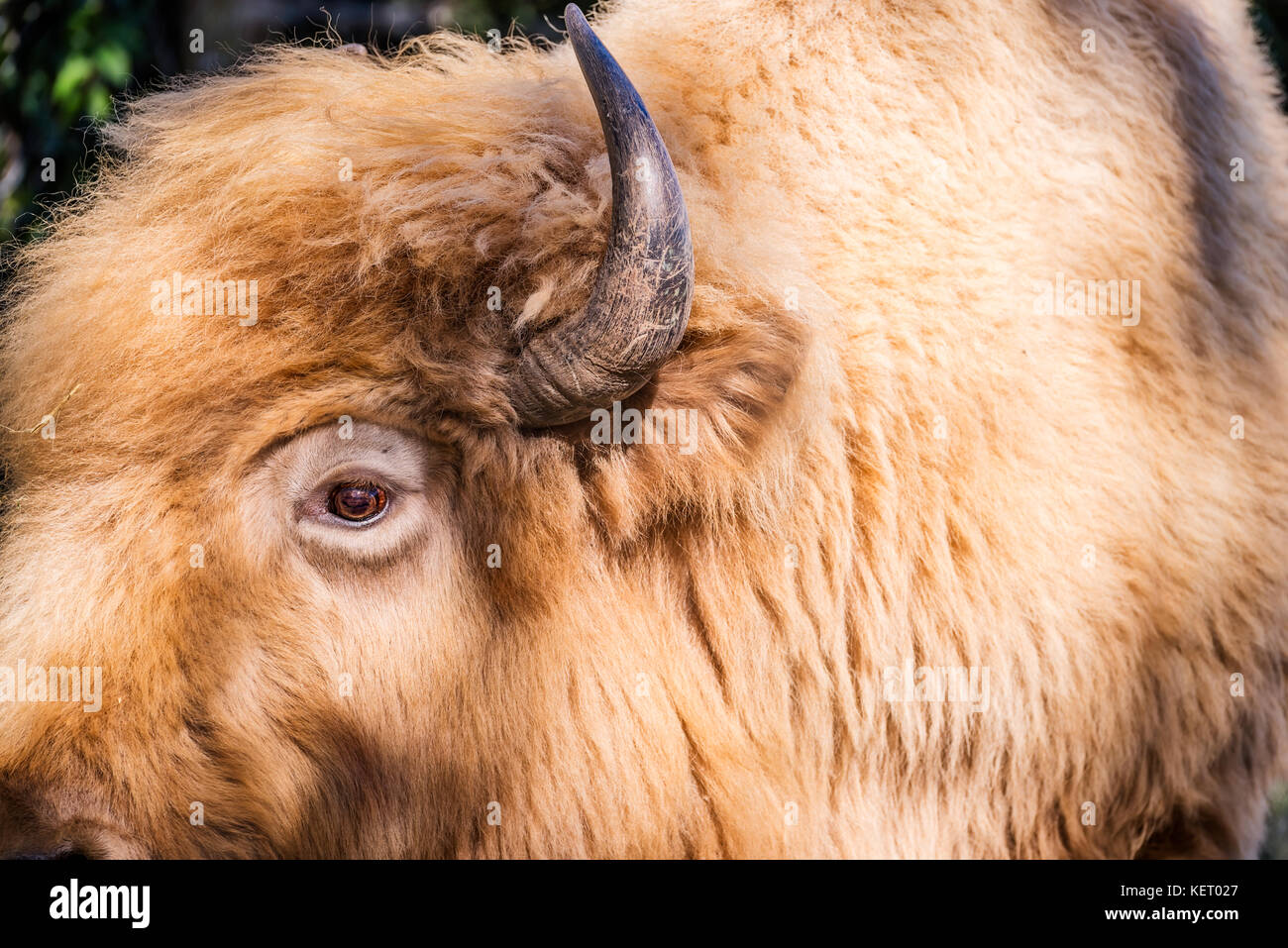 Colpo di profilo di bison visualizzando il dettaglio del suo occhio e avvisatore acustico Foto Stock Colpo di profilo di bison visualizzando il dettaglio del suo occhio e avvisatore acustico Foto Stock