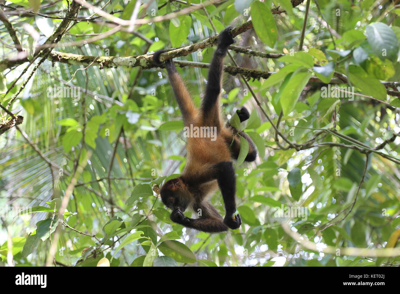 Giovani Spider Monkey (Ateles geoffroyi), Poponjoche Trail, Pachira Lodge, tortuguero, Limón provincia, il Mare dei Caraibi, Costa Rica, America Centrale Foto Stock