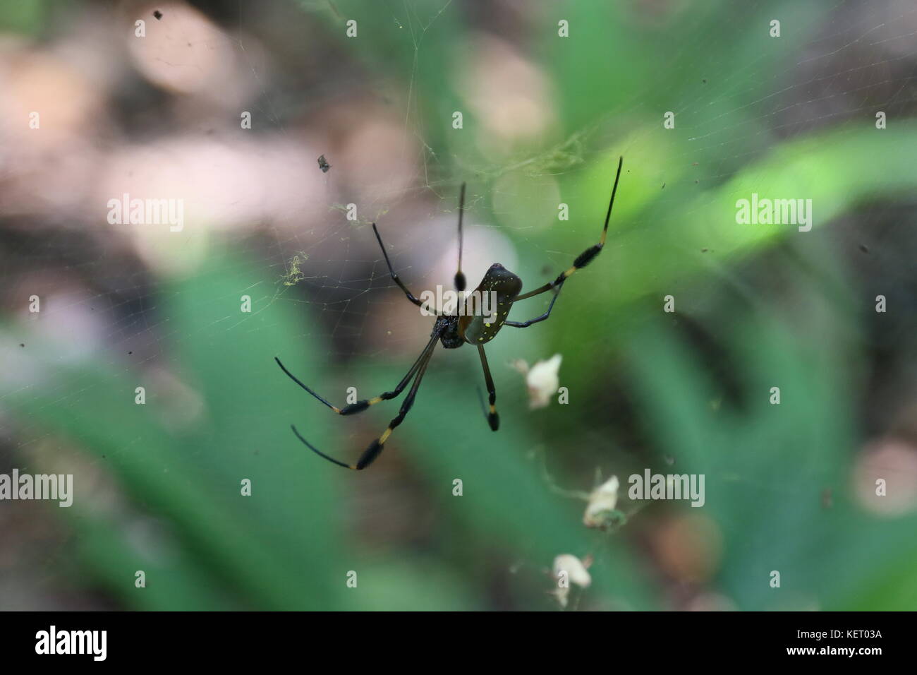 Golden Orb Weaver (Nephila clavipes), Poponjoche Trail, Pachira Lodge, tortuguero, Limón provincia, il Mare dei Caraibi, Costa Rica, America Centrale Foto Stock