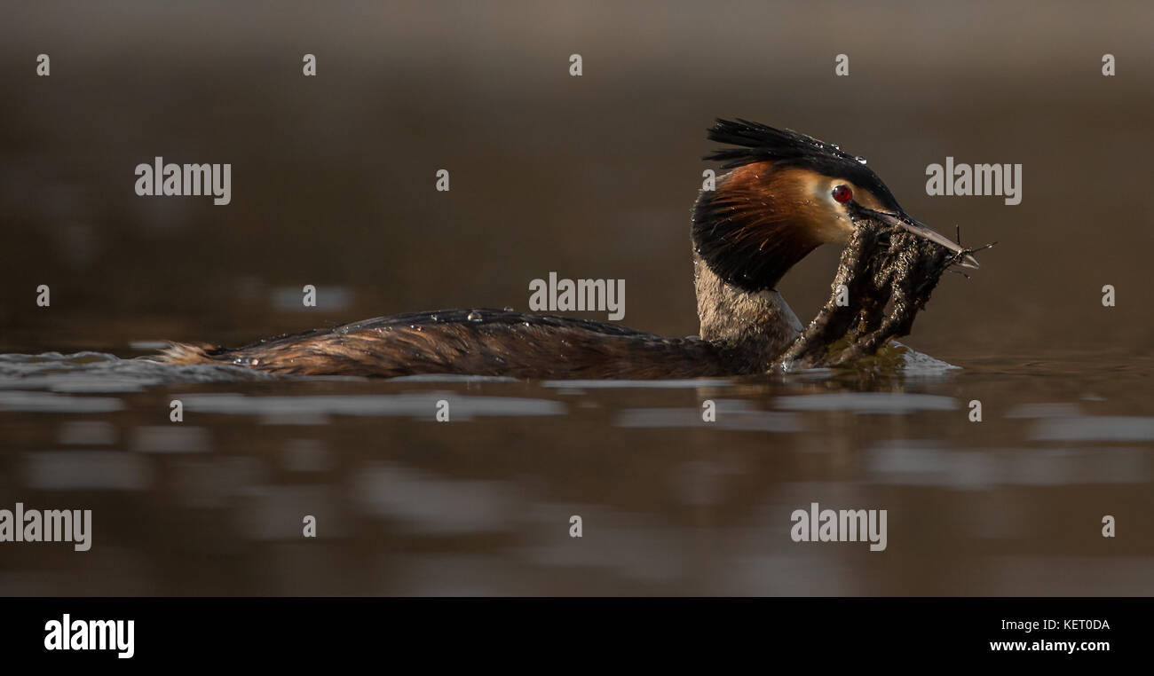Svasso maggiore sul lago di nidificazione, England, Regno Unito Foto Stock